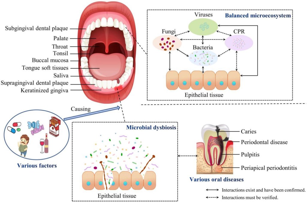 Picture of: Frontiers  The Oral Microbiota: Community Composition